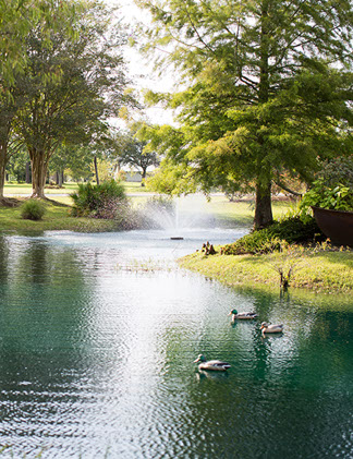 Pond at Antique Rose Ville